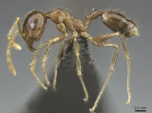 Pheidole megacephala specimen CASENT0235967 image casent0235967_3