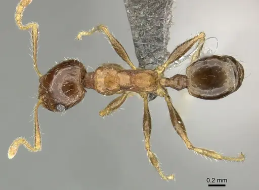 Pheidole megacephala specimen CASENT0235976 image casent0235976_1