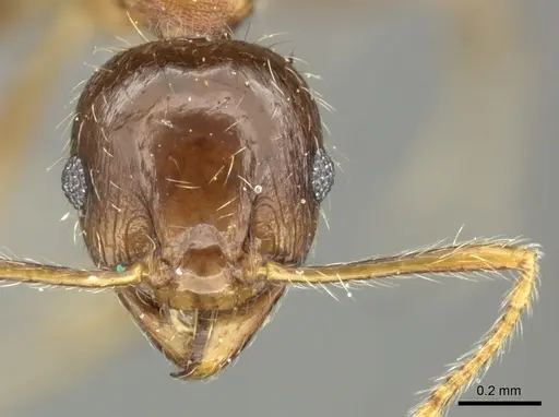 Pheidole megacephala specimen CASENT0235976 image casent0235976_2