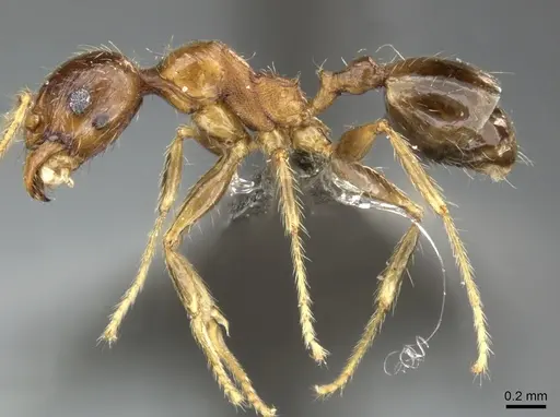 Pheidole megacephala specimen CASENT0235976 image casent0235976_3