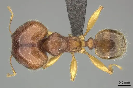 Pheidole megacephala specimen CASENT0235984 image casent0235984_1