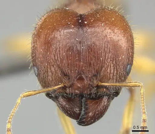 Pheidole megacephala specimen CASENT0235984 image casent0235984_2