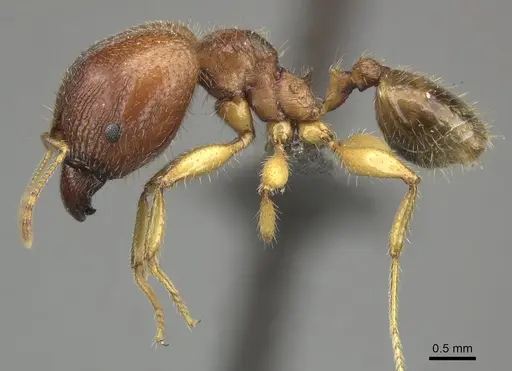 Pheidole megacephala specimen CASENT0235984 image casent0235984_3