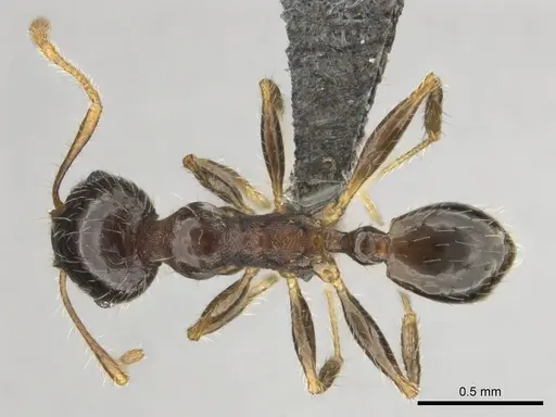Pheidole megacephala specimen CASENT0252662 image casent0252662_1