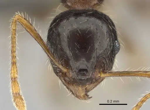 Pheidole megacephala specimen CASENT0252662 image casent0252662_2