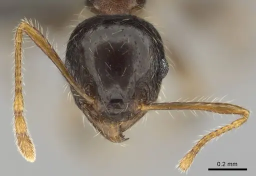 Pheidole megacephala specimen CASENT0252662 image casent0252662_3