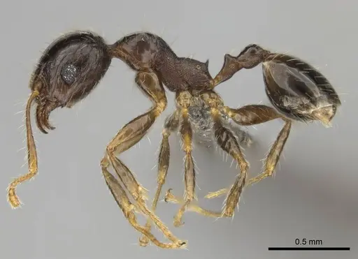 Pheidole megacephala specimen CASENT0252662 image casent0252662_4