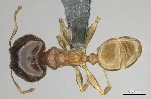 Pheidole megacephala specimen CASENT0254588 image casent0254588_1