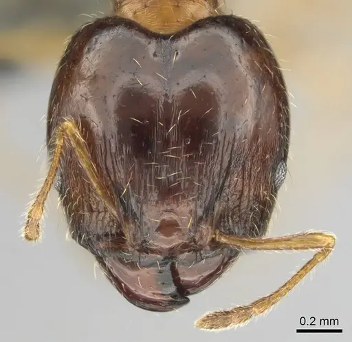 Pheidole megacephala specimen CASENT0254588 image casent0254588_2