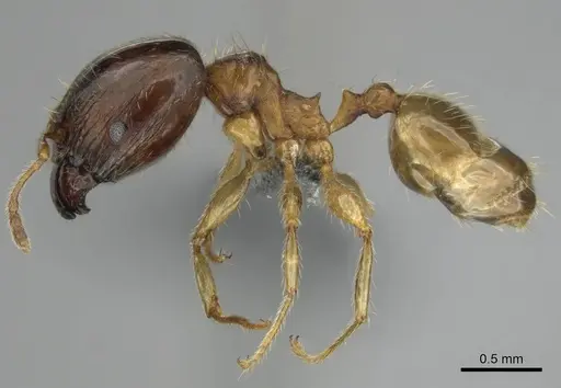 Pheidole megacephala specimen CASENT0254588 image casent0254588_4