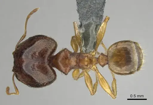 Pheidole megacephala specimen CASENT0258352 image casent0258352_1