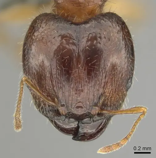 Pheidole megacephala specimen CASENT0258352 image casent0258352_2