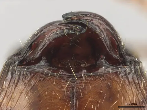 Pheidole megacephala specimen CASENT0258352 image casent0258352_3