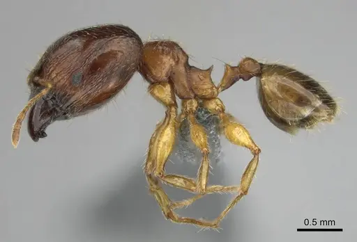 Pheidole megacephala specimen CASENT0258352 image casent0258352_4