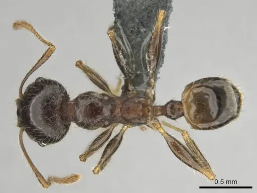 Pheidole megacephala specimen CASENT0258383 image casent0258383_1