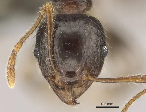 Pheidole megacephala specimen CASENT0258383 image casent0258383_2