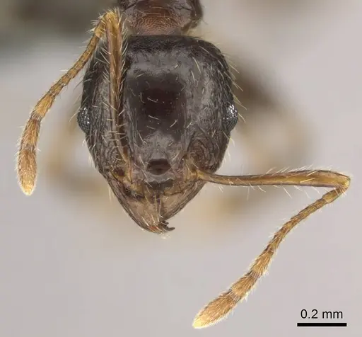 Pheidole megacephala specimen CASENT0258383 image casent0258383_3