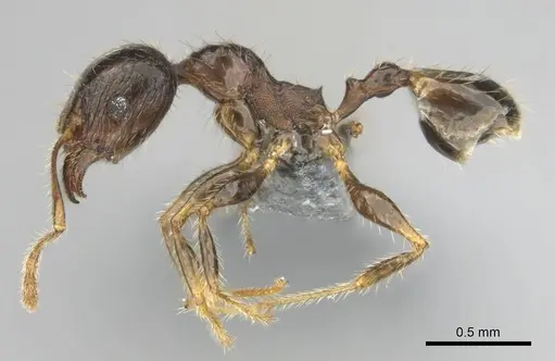 Pheidole megacephala specimen CASENT0258383 image casent0258383_4