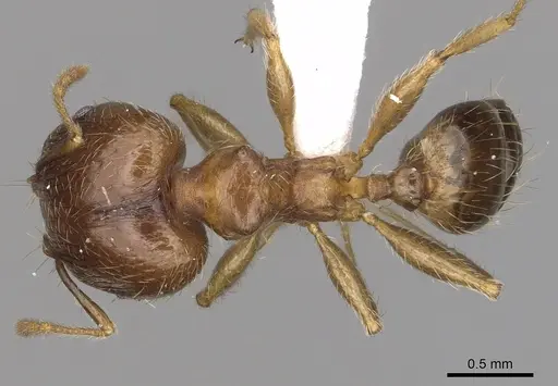 Pheidole megacephala specimen CASENT0316990 image casent0316990_1