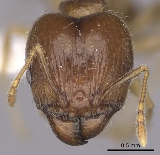 Pheidole megacephala specimen CASENT0316990 image casent0316990_2