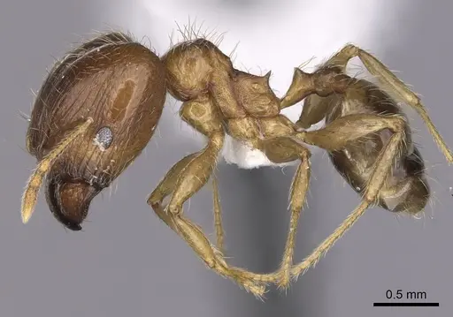 Pheidole megacephala specimen CASENT0316990 image casent0316990_3