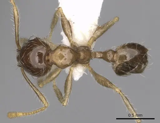 Pheidole megacephala specimen CASENT0316991 image casent0316991_1