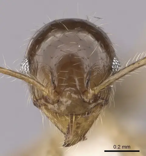 Pheidole megacephala specimen CASENT0316991 image casent0316991_2