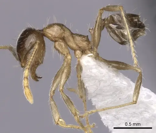 Pheidole megacephala specimen CASENT0316991 image casent0316991_3