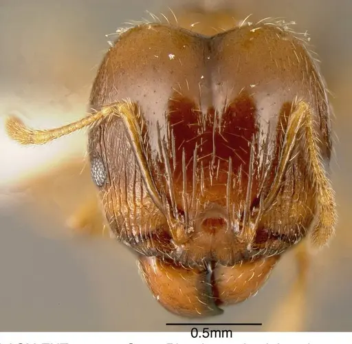 Pheidole megacephala specimen CASENT0635486 image casent0635486_1