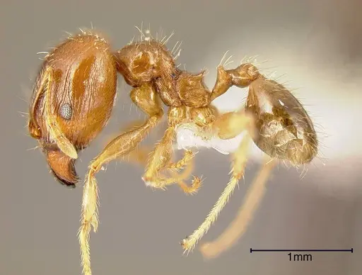 Pheidole megacephala specimen CASENT0635486 image casent0635486_2