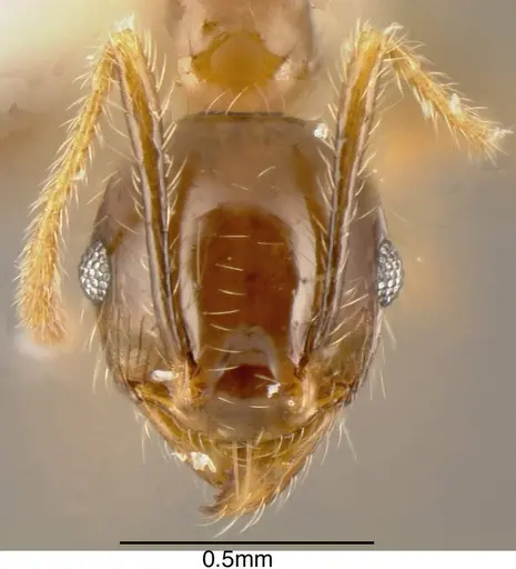 Pheidole megacephala specimen CASENT0635487 image casent0635487_1