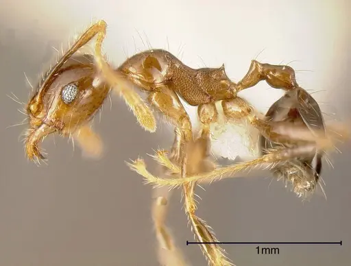 Pheidole megacephala specimen CASENT0635487 image casent0635487_2