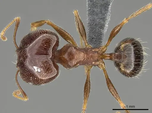 Pheidole megacephala specimen CASENT0785981 image casent0785981_1