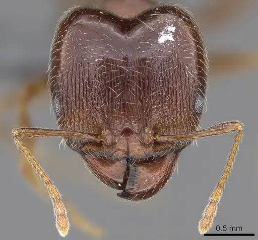 Pheidole megacephala specimen CASENT0785981 image casent0785981_2