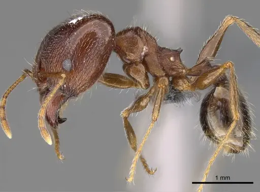 Pheidole megacephala specimen CASENT0785981 image casent0785981_3