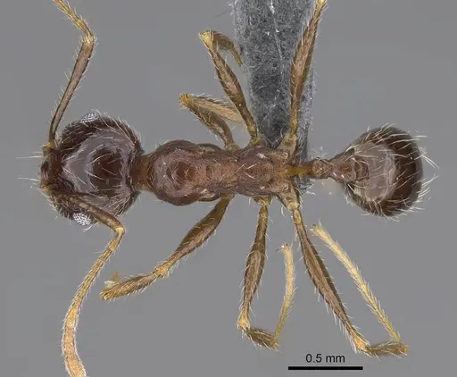 Pheidole megacephala specimen CASENT0785982 image casent0785982_1