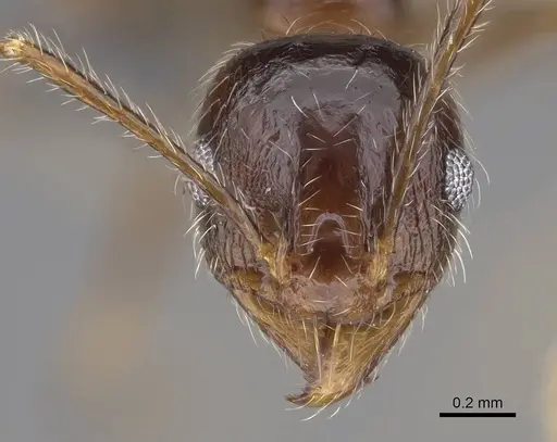 Pheidole megacephala specimen CASENT0785982 image casent0785982_2