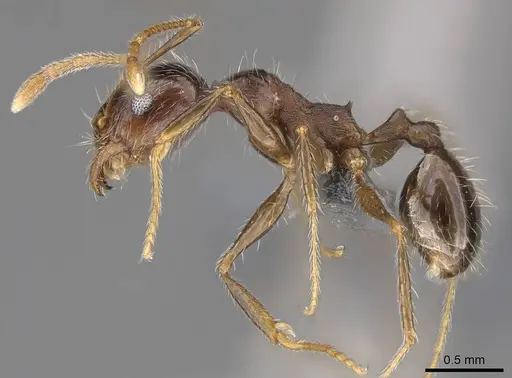 Pheidole megacephala specimen CASENT0785982 image casent0785982_3