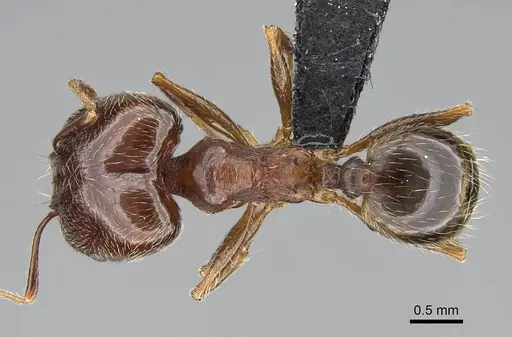 Pheidole megacephala specimen CASENT0822218 image casent0822218_1