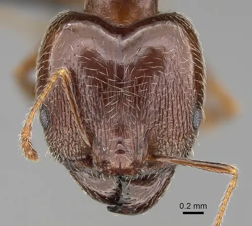 Pheidole megacephala specimen CASENT0822218 image casent0822218_2