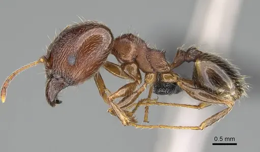 Pheidole megacephala specimen CASENT0822218 image casent0822218_3