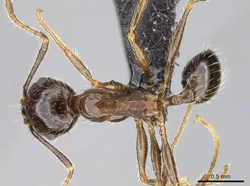 Pheidole megacephala specimen CASENT0822219 image casent0822219_1