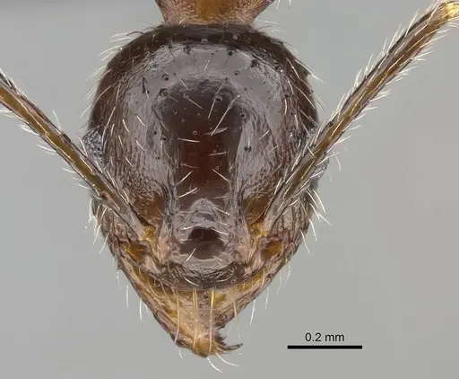 Pheidole megacephala specimen CASENT0822219 image casent0822219_2