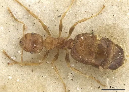 Pheidole megacephala specimen CASENT0901310 image casent0901310_1