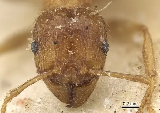 Pheidole megacephala specimen CASENT0901310 image casent0901310_2