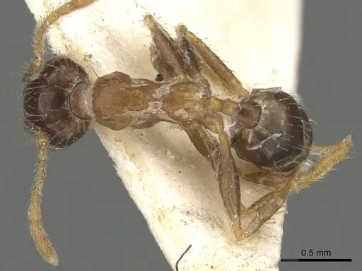 Pheidole megacephala specimen CASENT0901313 image casent0901313_1