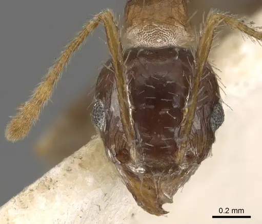 Pheidole megacephala specimen CASENT0901313 image casent0901313_2