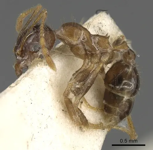 Pheidole megacephala specimen CASENT0901313 image casent0901313_3