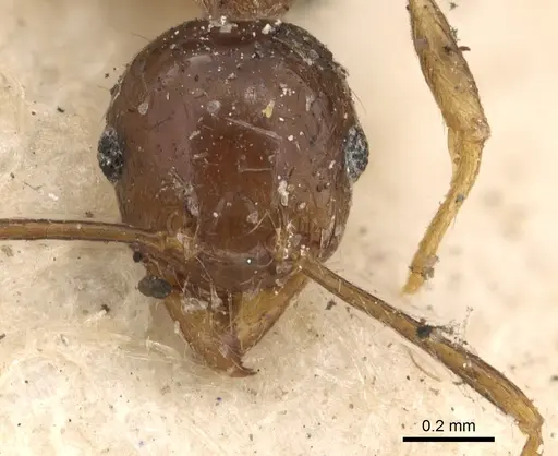 Pheidole megacephala specimen CASENT0901409 image casent0901409_2