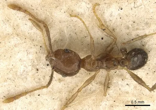 Pheidole megacephala specimen CASENT0901410 image casent0901410_1